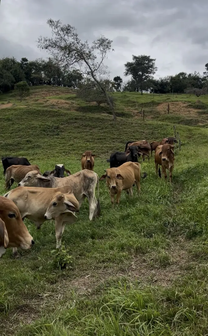 Rancho Pando Agroturismo Equino Anapoima, foto 2 de 5