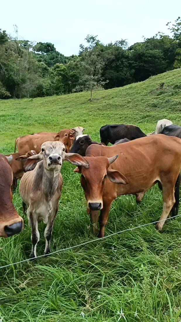 Rancho Pando Agroturismo Equino Anapoima, foto 4 de 5