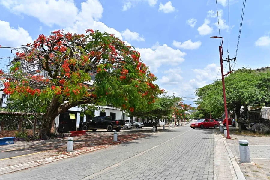 Alameda de Anapoima con un árbol florecido